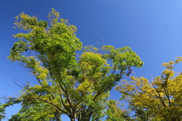 朝の公園の欅と青空