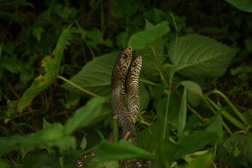 two indian rat snakes are making love in a forest 