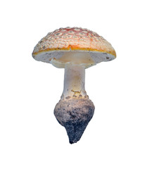Mushroom Amanita muscaria