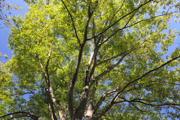 朝の公園の欅と青空