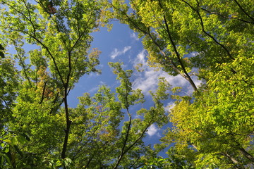 朝の公園の欅と青空