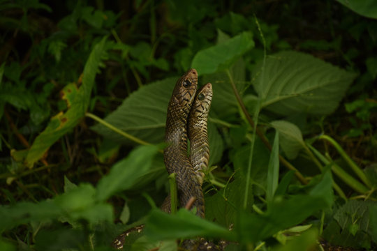 two indian rat snakes are making love in a forest 