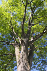 秋の朝の欅と青空