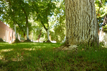 landscape. A tree grows on a spacious lawn overgrown with grass