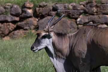 Wildebeest in its beautiful habitat