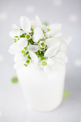 beautiful bouquet of snowdrops in vase isolated on white background with colorfull dots