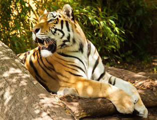 Sibirischer Tiger (Panthera tigris altaica)