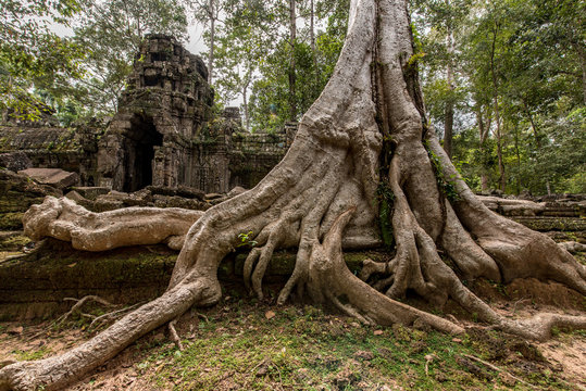 Lost in the forest the small Ta Nei temple attract a few visitors, Siem Reap, Cambodia