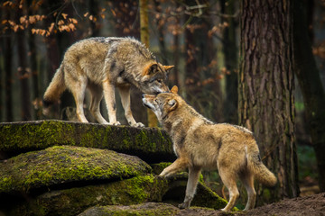 Wolf oder Grauwolf (Canis lupus)