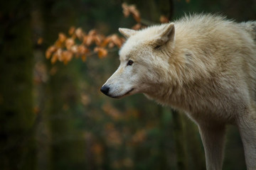 Obraz premium Polarwolf oder Weißwolf (Canis lupus arctos)