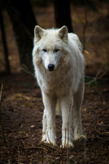 Polarwolf oder Weißwolf (Canis lupus arctos)