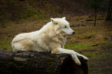 Fototapeta premium Polarwolf oder Weißwolf (Canis lupus arctos)