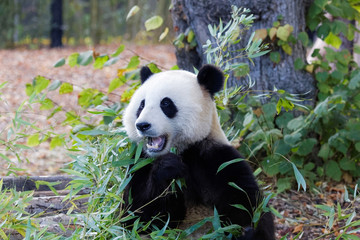 Jeune panda géant en gros plan