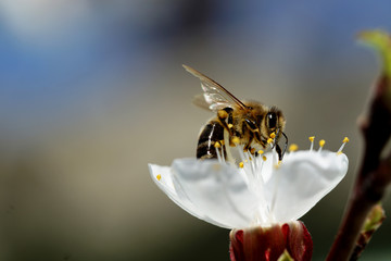 Biene auf Marillenblüte