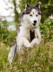 Husky, Haustier