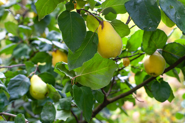 Birnen hängen am Baum im Herbst Autumn