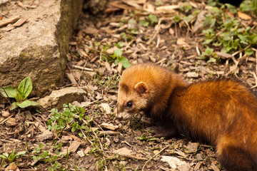 Frettchen (Mustela putorius furo)