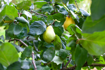 Birnen hängen im Baum Nashibirne