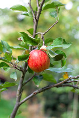 Frischer Apfler hängt am Baum Bio im Garten