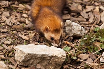 Naklejka premium Frettchen (Mustela putorius furo)