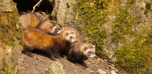 Frettchen (Mustela putorius furo)