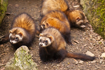 Frettchen (Mustela putorius furo)