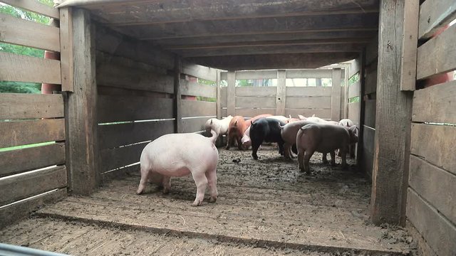 Herd of pigs are driven into the aviary. Pigs that are in a cage