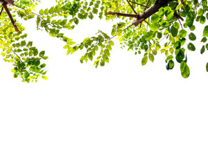 green leaf isolated on white background