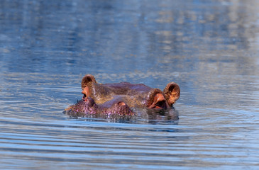 Fototapeta premium Wild african animals. Common hippopotamus (hippo) swimming and splashing water in Namibia