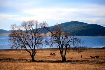 Grazing horses near a high mountain lake