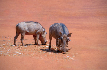 Wild african animals. Common warthogs (pumba) stands on red earth on a sunny day. 