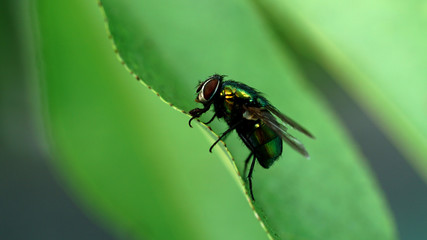 Fliege auf Blatt