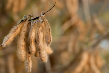 Close up of a cluster of golden fuzzy soybean pods ready for harvest in Raleigh, North Carolina. Includes space for text.