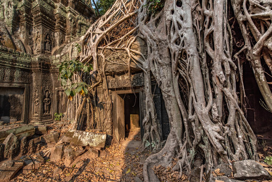 Ta Prohm aka "Angelina Jolie's " temple, Siem Reap province, Cambodia