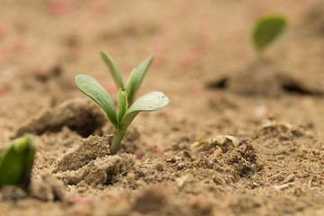 Soybean sprouts just breaking the ground and emerging during June in Raleigh, North Carolina. - obrazy, fototapety, plakaty