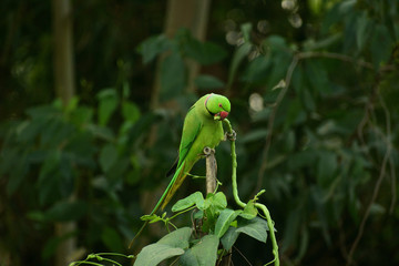 a rose ringed parakeet is seating on a bamboo stick and eating beans .