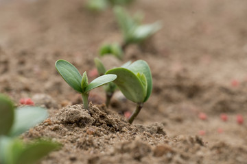Tiny soybean sprouts just emerging during June in Raleigh, North Carolina.