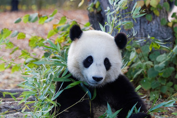 Jeune panda géant en gros plan © Jerome
