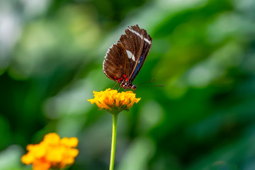 Beautiful butterfly sitting on flower in a summer garden