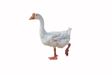 white goose on white isolate background