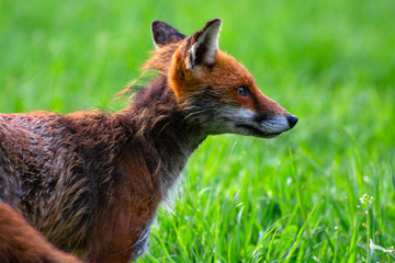 Red fox