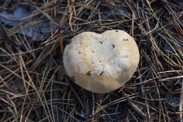 heart shaped mushroom