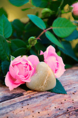 ROSEN LACHSFARBEN  HERZ    textfreiraum