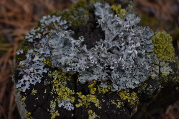 wood moss
