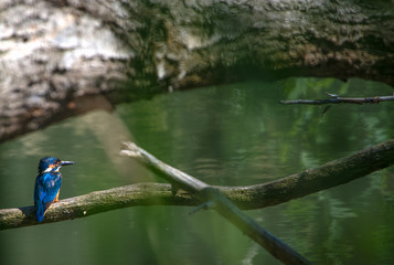 Kingfisher