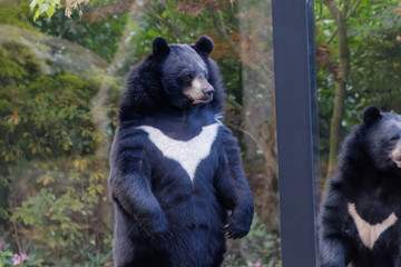 Ours noir d'Asie debout