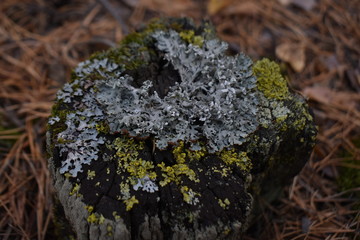 wood moss