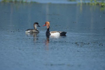 two red crested pochard are floating in chupi lake .