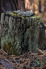 old stump