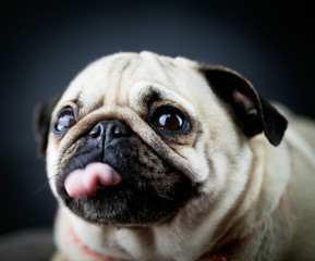 Closeup Portrait of Funny Pug Dog Curious Looking up in front of the Black Isolated Background